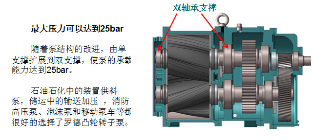 凸輪轉(zhuǎn)子泵 凸輪轉(zhuǎn)子泵