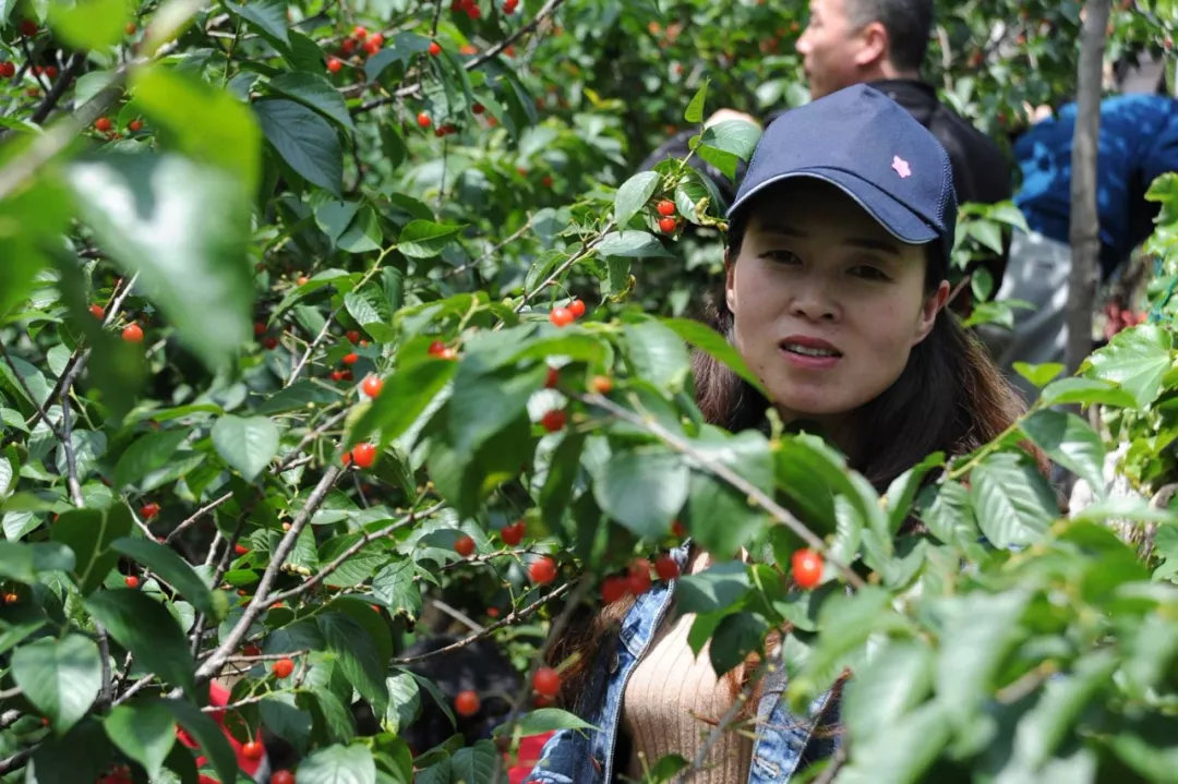 櫻桃節(jié)活動 櫻桃節(jié)活動